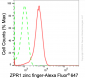 KD-Validated Anti-ZPR1 Zinc Finger Rabbit Monoclonal Antibody